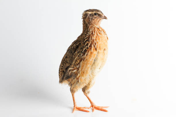 The common quail isolated on white background The common quail isolated on white background coturnix quail stock pictures, royalty-free photos & images