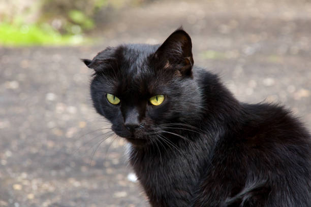 istock Portrait of a black kitten 1273839346