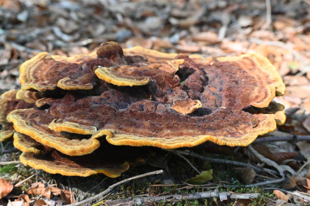 istock mushrooms in an autumn forest 1273842621