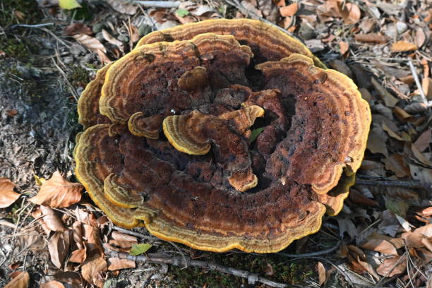 istock mushrooms in an autumn forest 1273842630