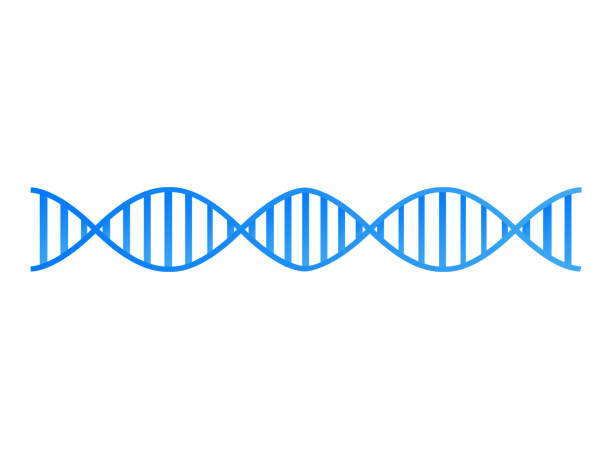 DNA structure icon DNA structure on a white background chromosome science genetic research biotechnology stock illustrations