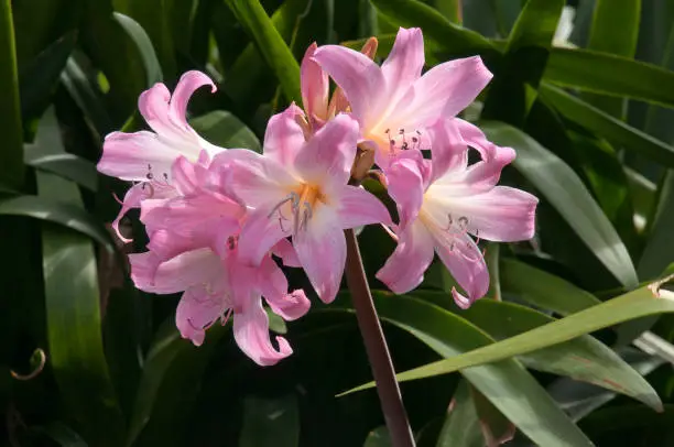 Summer / Autumn in the garden Sydney, Australia