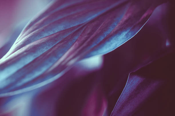 istock Neon colored tropical leaves background 1273844266