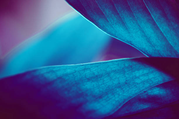 istock Neon colored tropical leaves background 1273844269