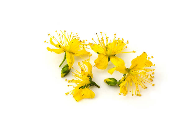 perfurar flores de st john's-wort isoladas no fundo branco. pequenas flores amarelas - hypericum - fotografias e filmes do acervo