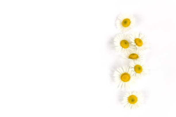 Chamomile or camomile flowers isolated on white background. stock photo