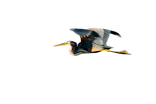 istock Isolated bird. White background. Purple heron. 1273844345