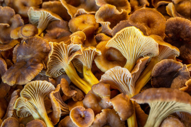 fundo de cogumelos craterellus tubaeformis frescos - yellowfoot - fotografias e filmes do acervo