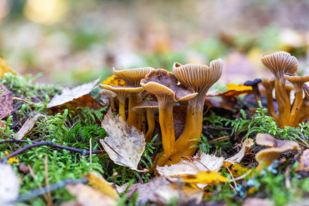 Yellowfoot in the autumn forest Yellowfoot in the autumn forest cantharellus tubaeformis stock pictures, royalty-free photos & images