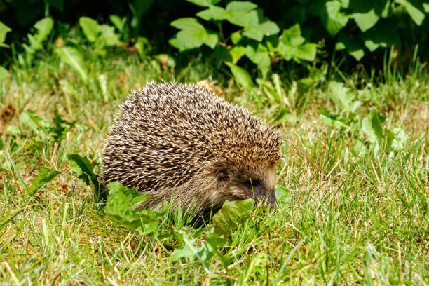 istock West european hedgehog on a green meadow 1273844523