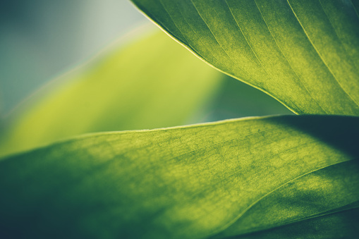 Tropical plant leaves closeup