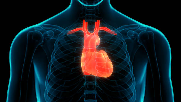 istock Human Circulatory System Heart Anatomy 1273845575