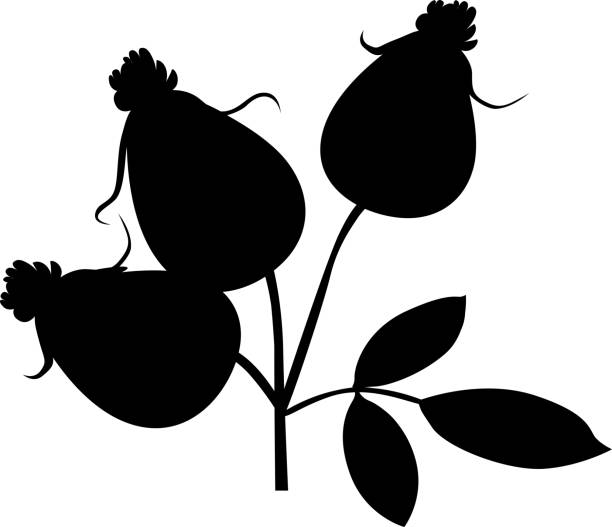Rose Hip Silhoulette - Black Vector Illustration vector art illustration