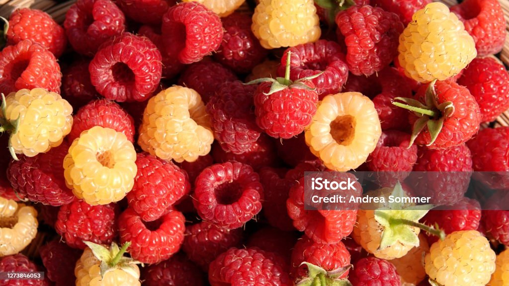 HIMBEEREN red and yellow/white mixed RASPBERRIES red and yellow / white mixed Agriculture Stock Photo