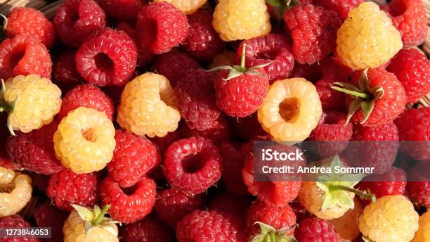 Himbeeren Red And Yellowwhite Mixed Stock Photo - Download Image Now - Agriculture, Antioxidant, Backgrounds