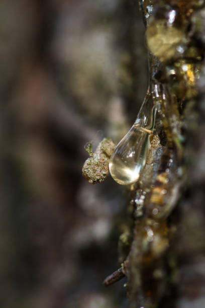 Shiny sticky drop of a resin from a wounded spruce tree, macro. Bright light and light beam refraction. Shiny sticky drop of a resin from a wounded spruce tree, macro. Bright light and light beam refraction. tree resin stock pictures, royalty-free photos & images