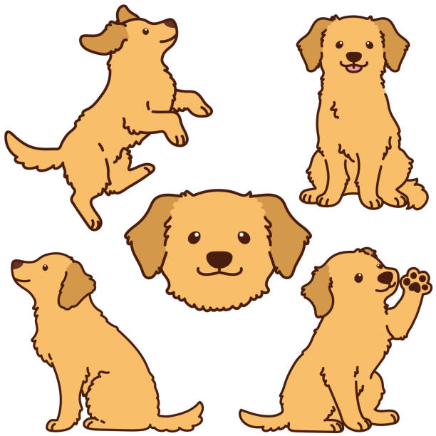 ilustraciones, imágenes clip art, dibujos animados e iconos de stock de conjunto de lindas ilustraciones de golden retriever con contornos - golden retriever dog retriever waiting
