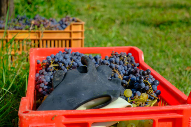 Harvesting red grapes. Red grapes in plastic boxes and special gloves for harvesting. Winemaking industry. Agriculture.
