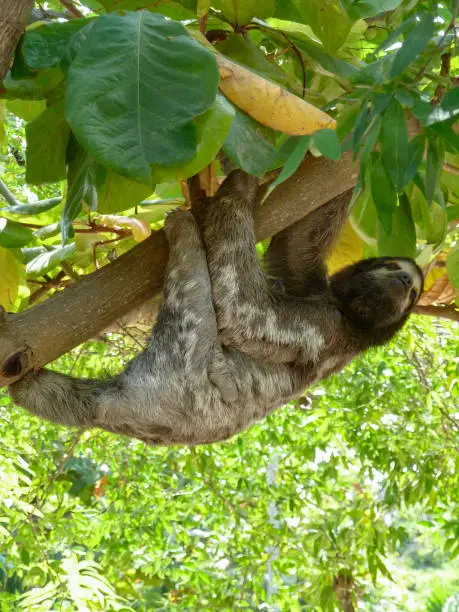sloth hanging on a bough in a tree seen in Colombia