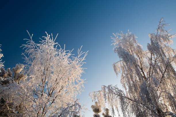 istock Winter landscape with snowy trees and blue sky 1273848550