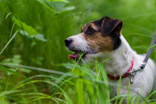 istock Jack Russell terrier in park with water, beautiful blurry colors 1273848582