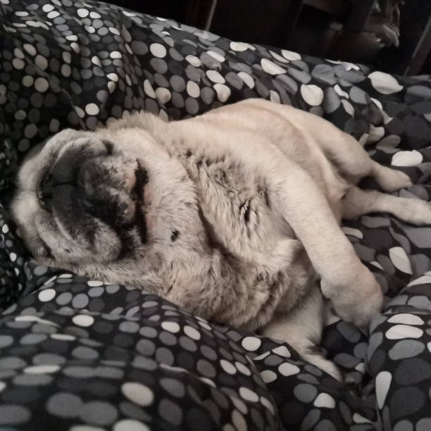 istock Pug Rulka falls asleep 1273848714