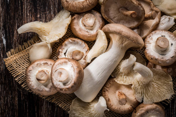 Variation of edible mushrooms on wooden background. Shiitake,  champignon, porcini and oyster mushrooms. Variation of edible mushrooms on wooden background. Shiitake,  champignon, porcini and oyster mushrooms. shiitake mushroom photos stock pictures, royalty-free photos & images