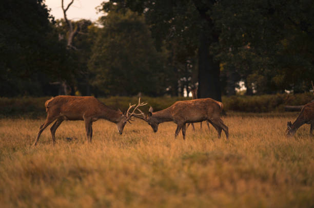 istock Deers in the Morning day 1273848940