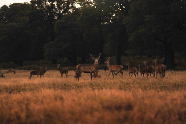istock Deers in the Morning day 1273848949