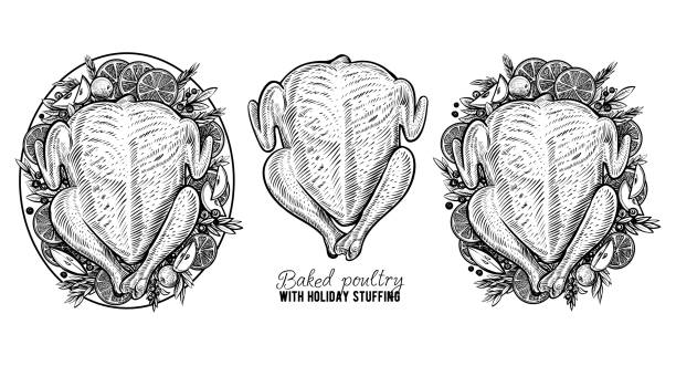 ilustraciones, imágenes clip art, dibujos animados e iconos de stock de canal vectorial de pollo o pavo, aves de corral al horno dibujadas a mano. grabado de comida vintage. - cooked chicken sketching roasted