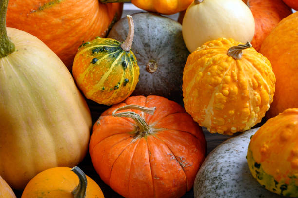 istock Autumn harvest colorful squashes and pumpkins in different varieties. 1273850948