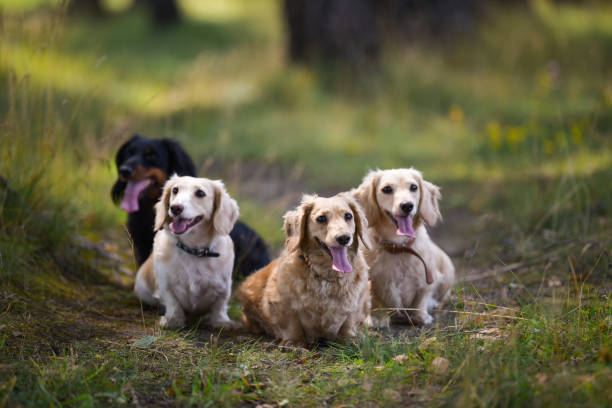 istock Different dog breeds. Looking straightforward. Green grass background. 1273851225