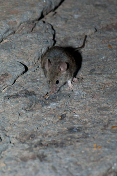 istock House mouse Mus musculus on a rocky surface. 1273851335