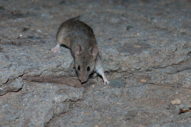 House mouse Mus musculus on a rocky surface. The Pardelas Ravine. The Nublo Rural Park. Mogan. Gran Canaria. Canary Islands. Spain.