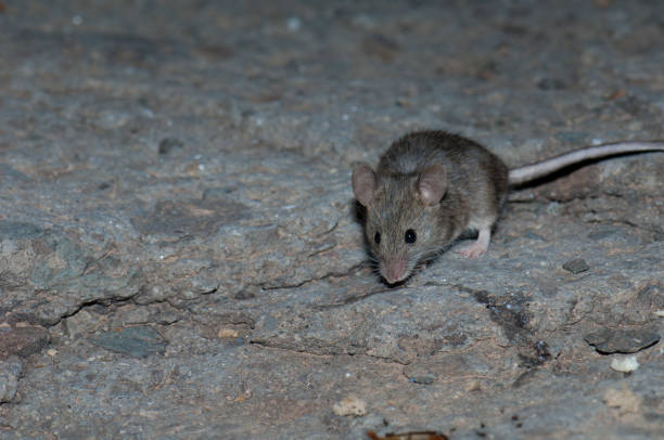 House mouse Mus musculus on a rocky surface. stock photo