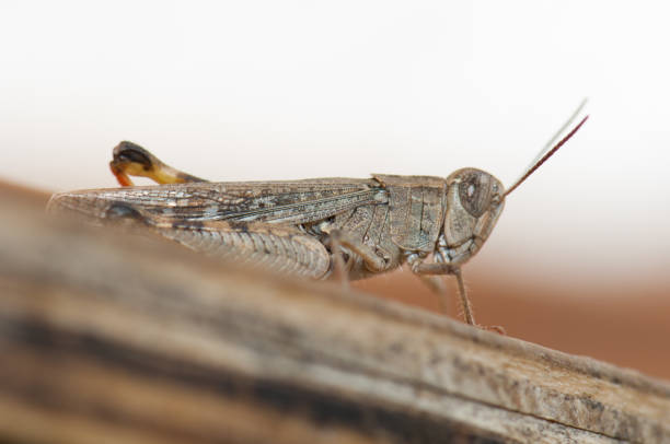 istock Canarian grasshopper Calliptamus plebeius, Pajonales Cross. 1273852114