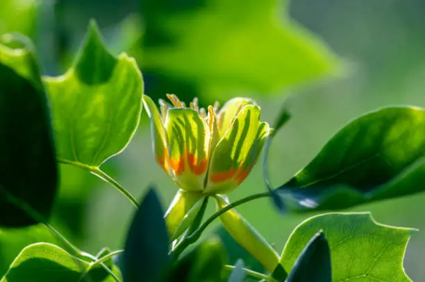 Liriodendron tulipifera flowering ornamental beautiful tulip tree, tulipwood in bloom during late springtime, green leaves