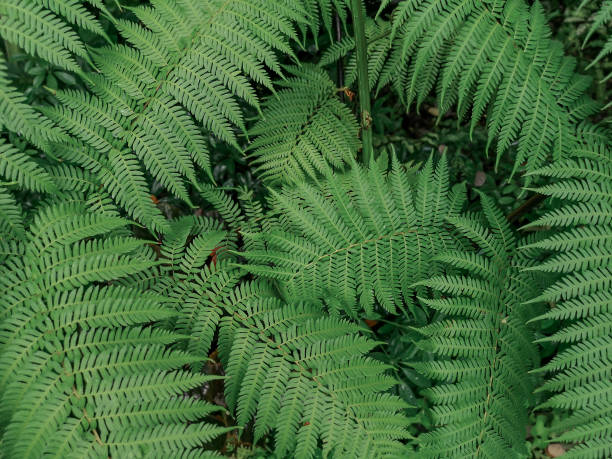 istock Beautiful ferns leaves in green background. 1273853052