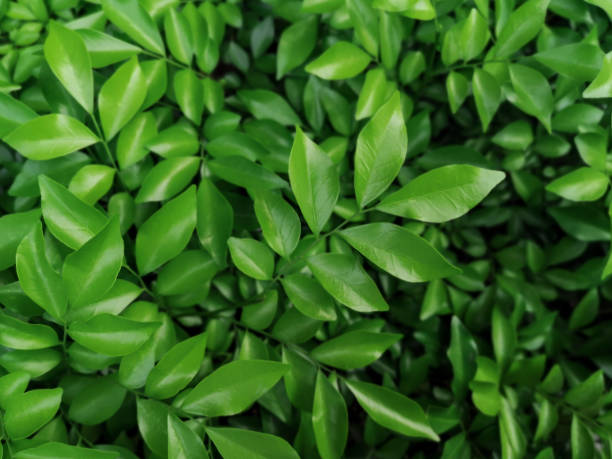 istock Orange jasmine leaf background.Green and black nature background. 1273853112