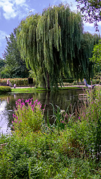 istock Weeping willow in the park at London 1273853182