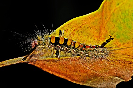 Caterpillar eating yellow leaf.