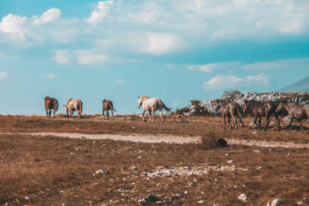Wild horses in the countryside