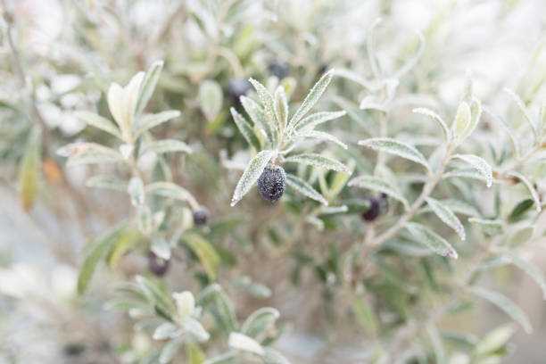 Olive branches in the autumn frost. Gray fog in mornig on a terrace for a winter background. Close up with short depth of field and space for text.