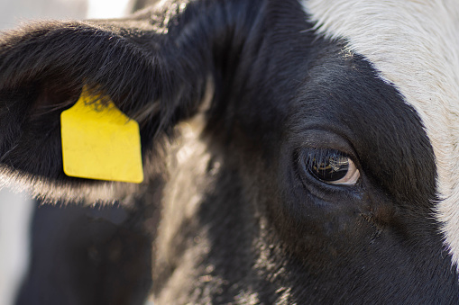 Cattle ear tag, sad look, focused on the eye