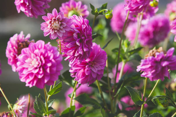 istock Close up Soft purple Chrysanthemum flowers 1273854723