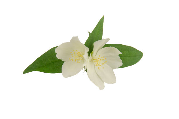 istock Jasmine white flowers with leafs isolated on white background 1273855565
