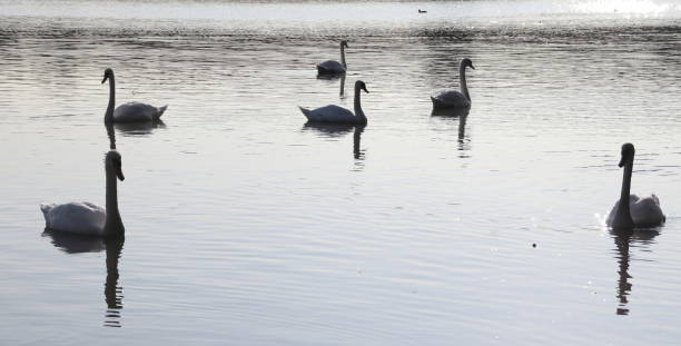 istock Group of Mute Swans 1273855677