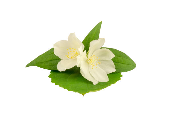 istock Jasmine white flowers with leafs isolated on white background 1273855686