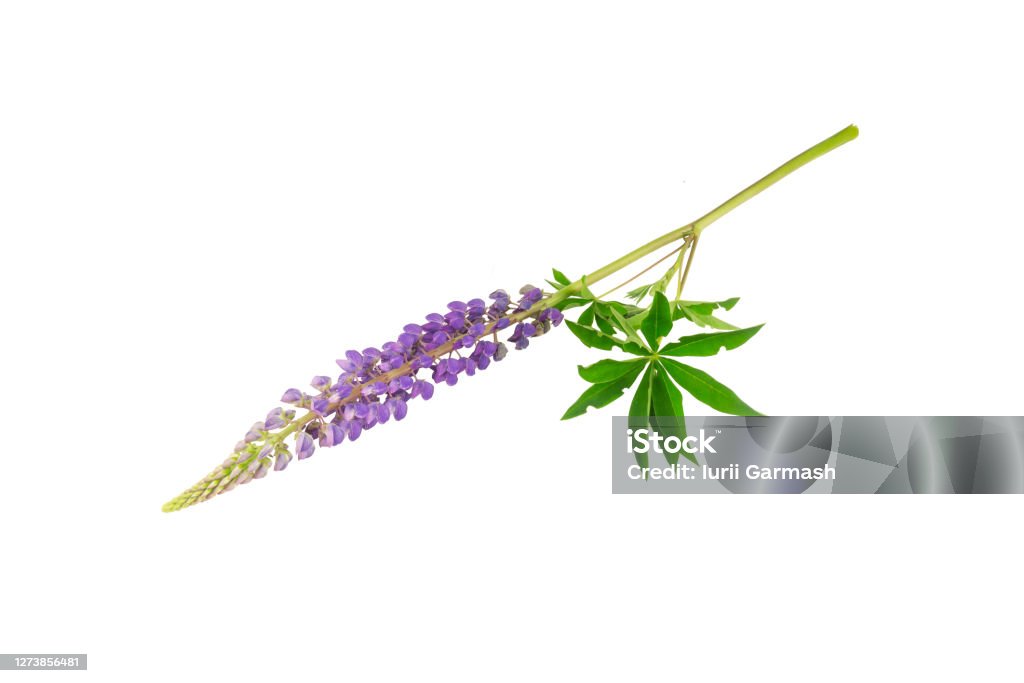 Lupine flower (Lupinus angustifolius) isolated on a white background. Cut out plants series Lupine - Flower Stock Photo