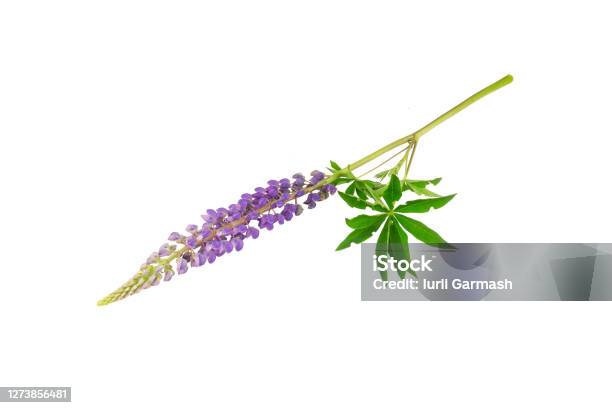 Lupine Flower Isolated On A White Background Stock Photo - Download Image Now